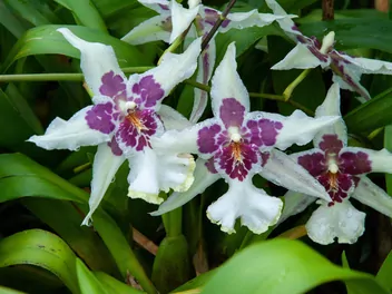 Zdjęcie ilustrujące cambria (hybrydy)