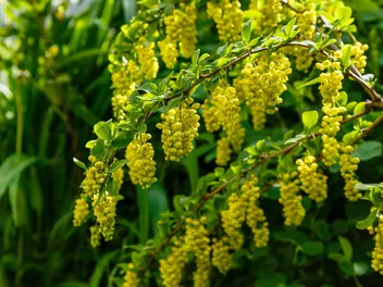 Berberys koreański - zdjęcie 2