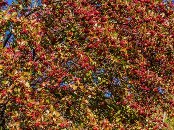 Berberys koreański - zdjęcie 3