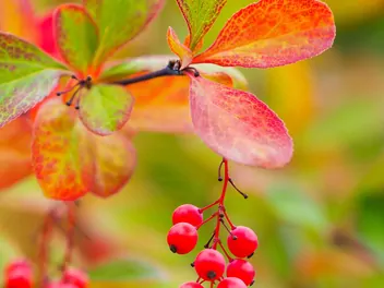 Berberys koreański - zdjęcie 4