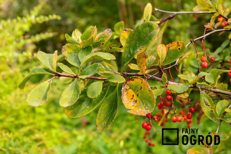 Berberys koreański - zdjęcie 5