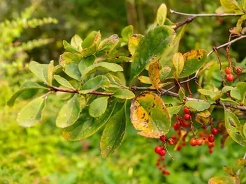 Berberys koreański - zdjęcie 5