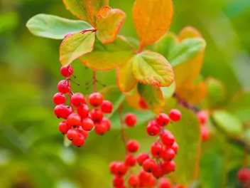 Ilustracja rośliny berberys koreański