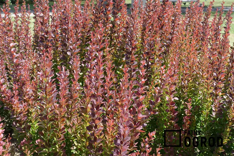 Berberys atropurpurea Berberys atropurpurea