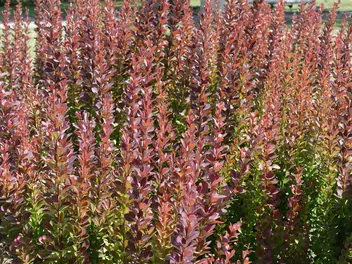 Berberys Thunberga 'Atropurpurea' - zdjęcie 2
