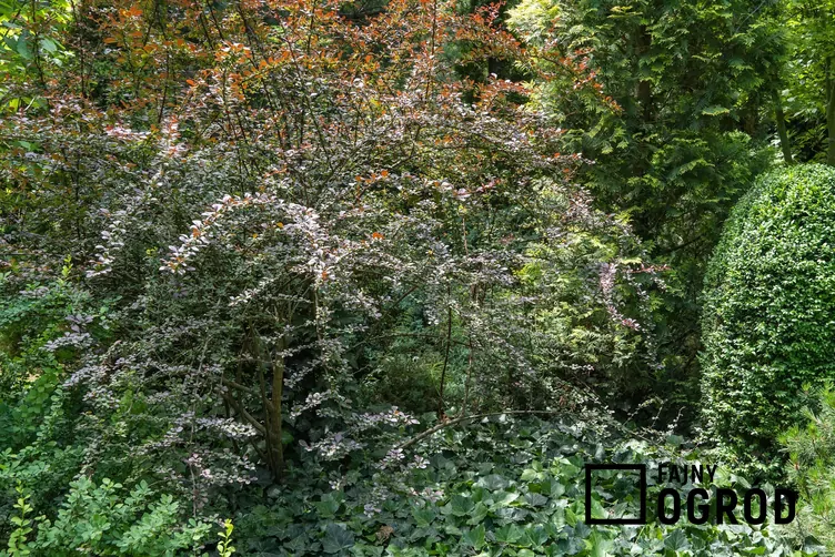 Berberys Thunberga 'Atropurpurea' Berberys Thunberga 'Atropurpurea'