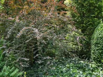 Berberys Thunberga 'Atropurpurea' - zdjęcie 3