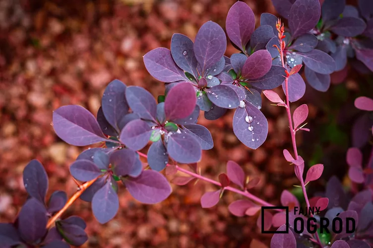 Berberys Thunberga 'Atropurpurea' Berberys Thunberga 'Atropurpurea'