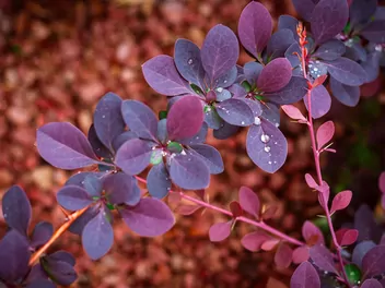 Berberys Thunberga 'Atropurpurea' - zdjęcie 4
