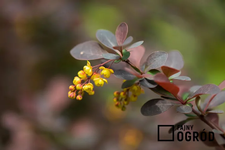 Berberys Thunberga 'Atropurpurea' - zdjęcie 5 Berberys Thunberga 'Atropurpurea' - zdjęcie 5