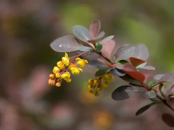Berberys Thunberga 'Atropurpurea' - zdjęcie 5