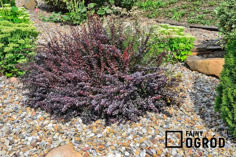 Berberys Thunberga 'Atropurpurea'