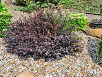 Ilustracja rośliny berberys thunberga 'atropurpurea'