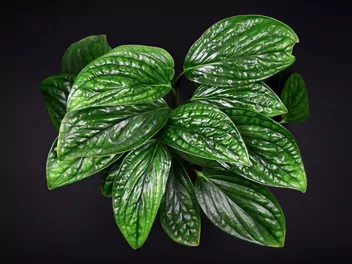 Ilustracja rośliny epipremnum pierzaste 'marble planet'