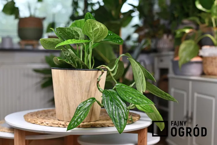 Monstera karstenianum