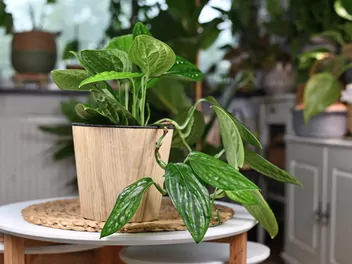 Epipremnum pierzaste 'Marble Planet' - zdjęcie 2