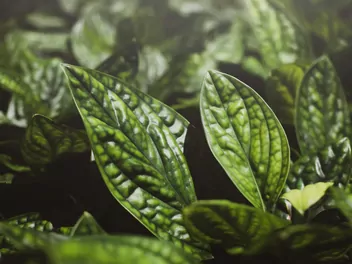 Epipremnum pierzaste 'Marble Planet' - zdjęcie 3