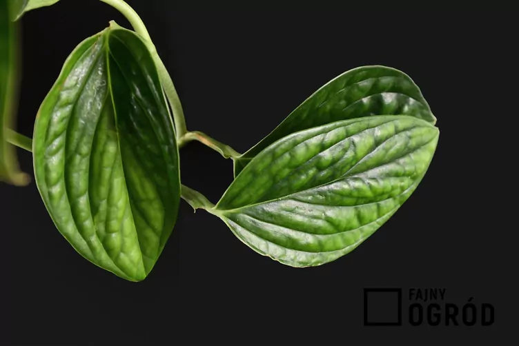 Epipremnum pierzaste 'Marble Planet'