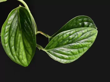 Epipremnum pierzaste 'Marble Planet' - zdjęcie 4