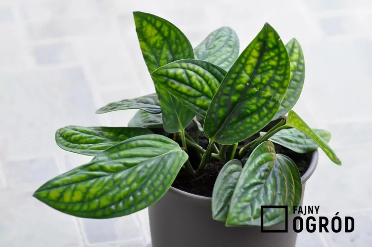 Epipremnum pierzaste 'Marble Planet' - zdjęcie 5