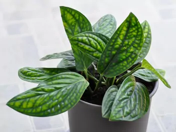 Epipremnum pierzaste 'Marble Planet' - zdjęcie 5