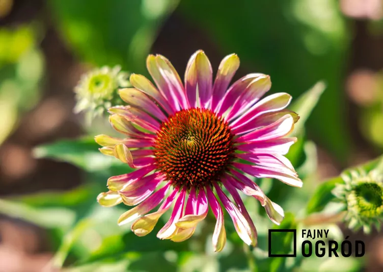 Jeżówka green twister