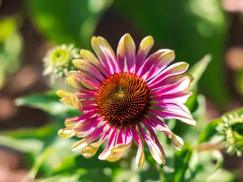 Jeżówka purpurowa 'Green Twister' - zdjęcie 2