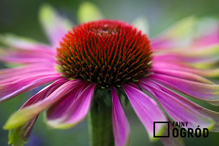 Jeżówka purpurowa 'Green Twister'