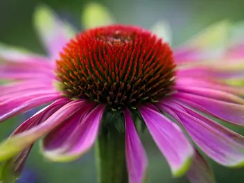 Jeżówka purpurowa 'Green Twister' - zdjęcie 3