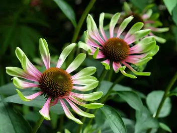 Jeżówka purpurowa 'Green Twister' - zdjęcie 4