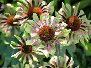 Jeżówka purpurowa 'Green Twister' - zdjęcie 5