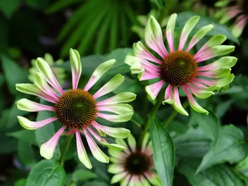 Zdjęcie ilustrujące jeżówka purpurowa 'green twister'