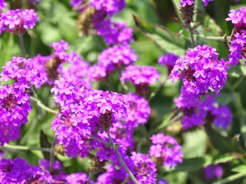 Ilustracja rośliny werbena żyłkowana