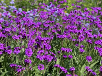 Werbena żyłkowana - zdjęcie 3