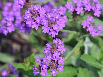 Werbena żyłkowana - zdjęcie 4