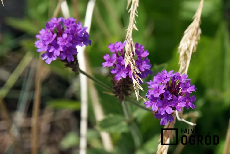 Werbena żyłkowana - zdjęcie 5