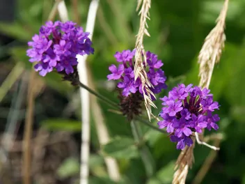 Werbena żyłkowana - zdjęcie 5