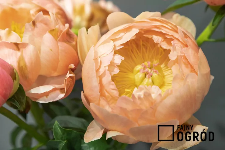 Piwonia 'Coral Sunset'