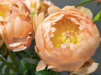 Zdjęcie ilustrujące piwonia 'coral sunset'