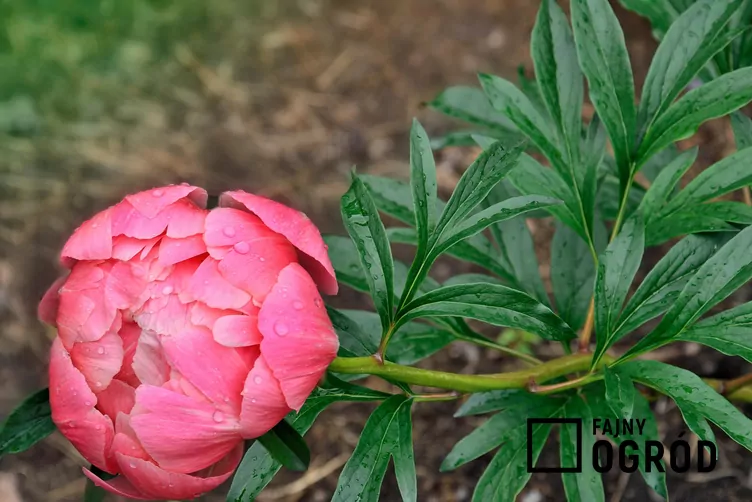 Piwonia coral sunset