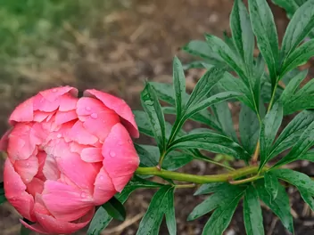 Piwonia 'Coral Sunset' - zdjęcie 2