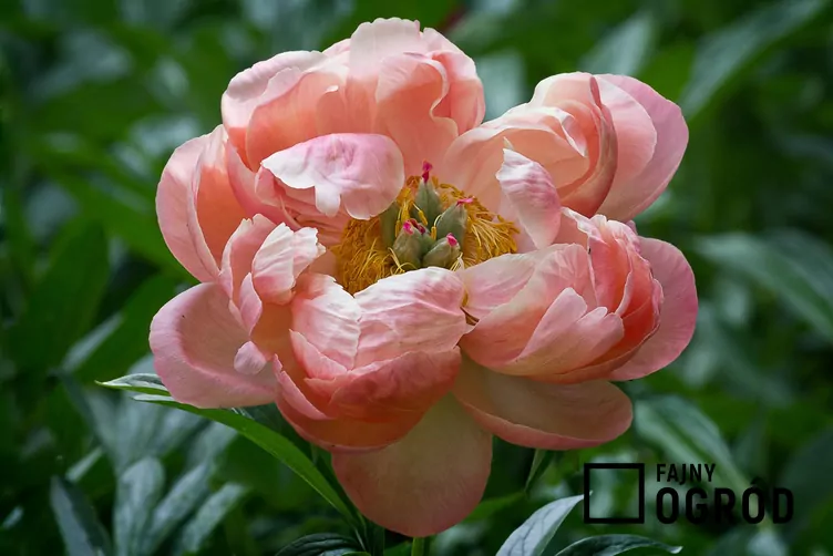 Peonia 'Coral Sunset'