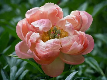 Piwonia 'Coral Sunset' - zdjęcie 3