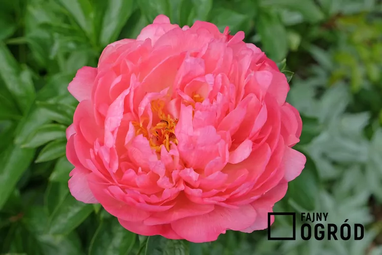 Piwonia 'Coral Sunset'