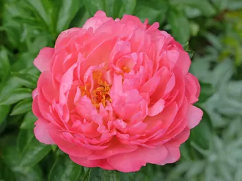 Piwonia 'Coral Sunset' - zdjęcie 4