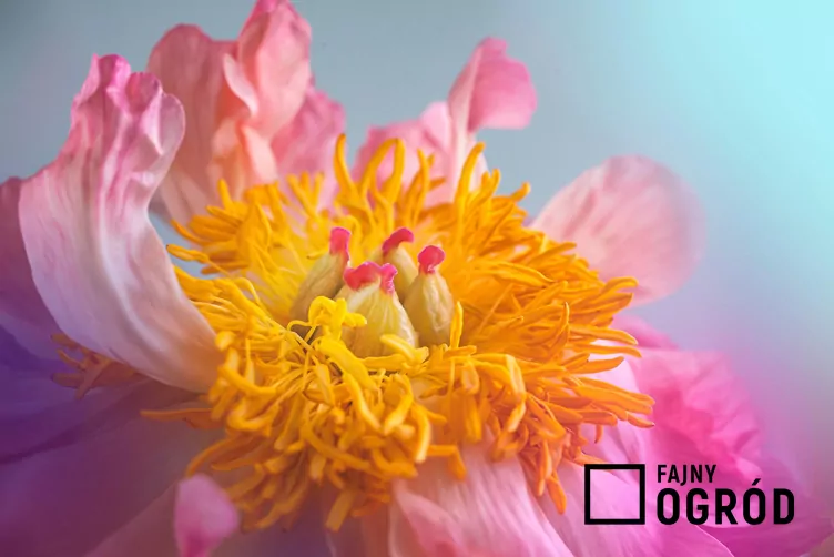 Piwonia 'Coral Sunset' - zdjęcie 5