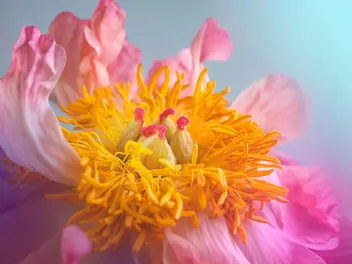 Piwonia 'Coral Sunset' - zdjęcie 5