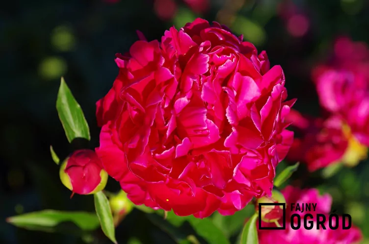 Piwonia chińska 'Karl Rosenfield'