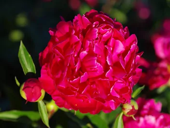 Zdjęcie ilustrujące piwonia chińska 'karl rosenfield'