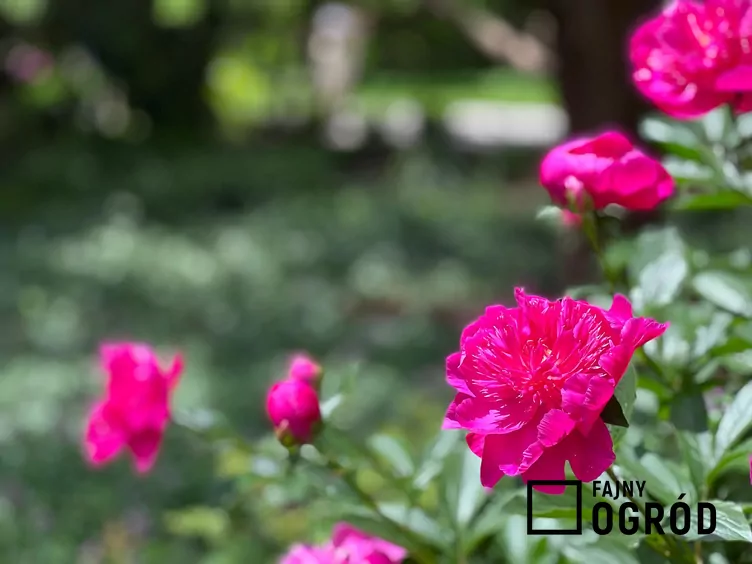 Piwonia karl rosenfield